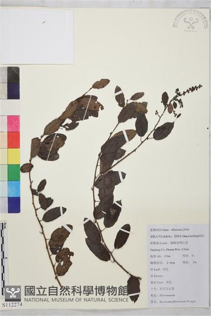 多花勾兒茶, 多花黃鱔藤藏品圖，第1張