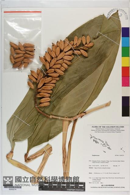 登錄號:S200274藏品圖，第1張