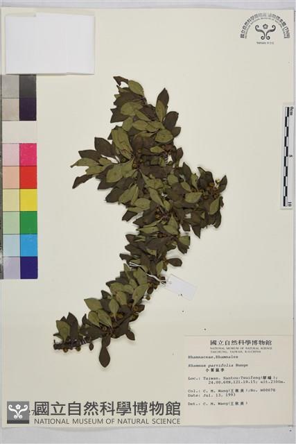 小葉鼠李藏品圖，第1張