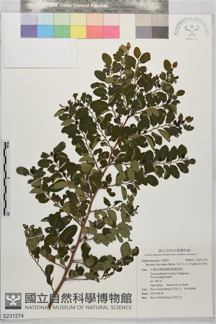 紅仔珠藏品圖，第1張