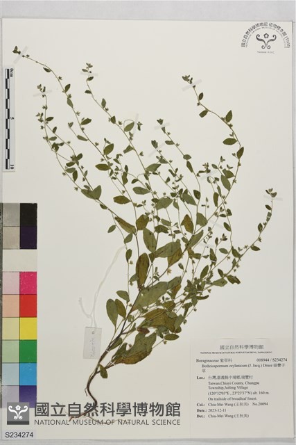 細纍子草藏品圖，第1張