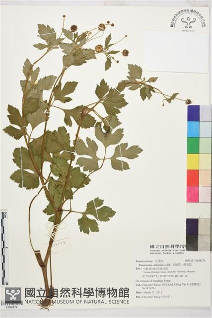 水辣菜、禺毛茛藏品圖，第1張