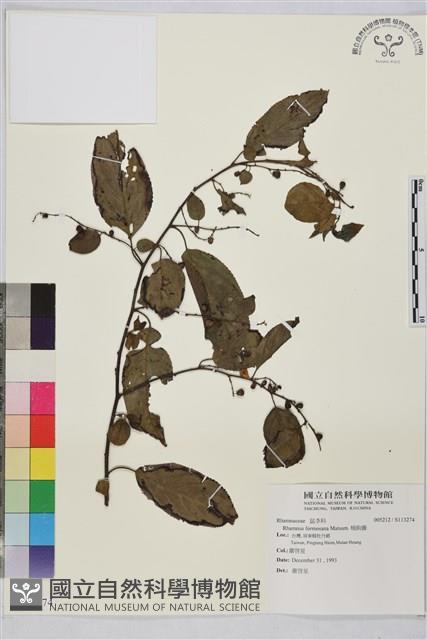 桶鉤藤藏品圖，第1張