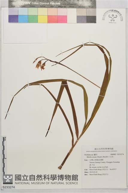 白及藏品圖，第1張