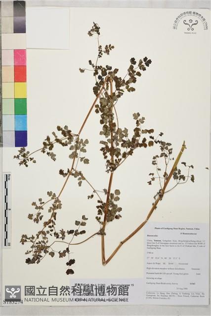 滇川唐松草藏品圖，第1張