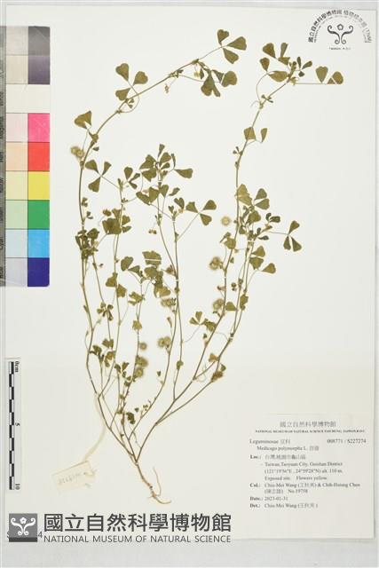 苜蓿藏品圖，第1張