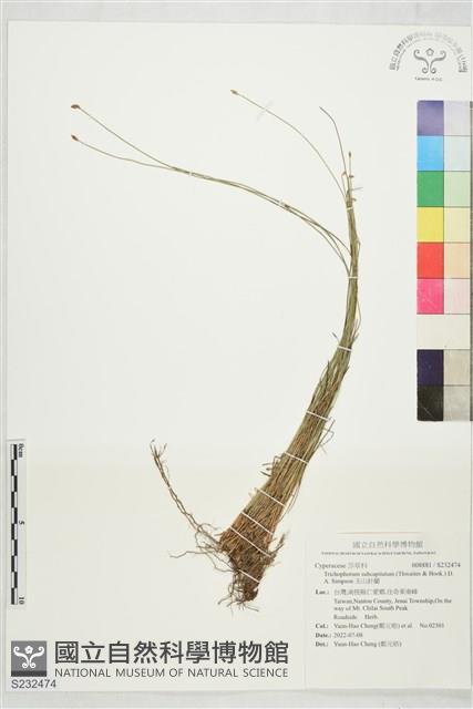 玉山針藺藏品圖，第1張