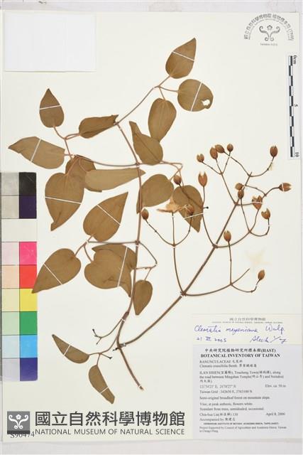 麥氏鐵線蓮藏品圖，第2張