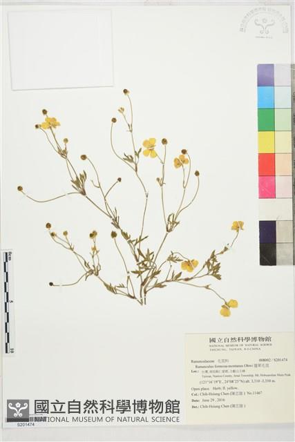 Accession Number:S201474 Collection Image