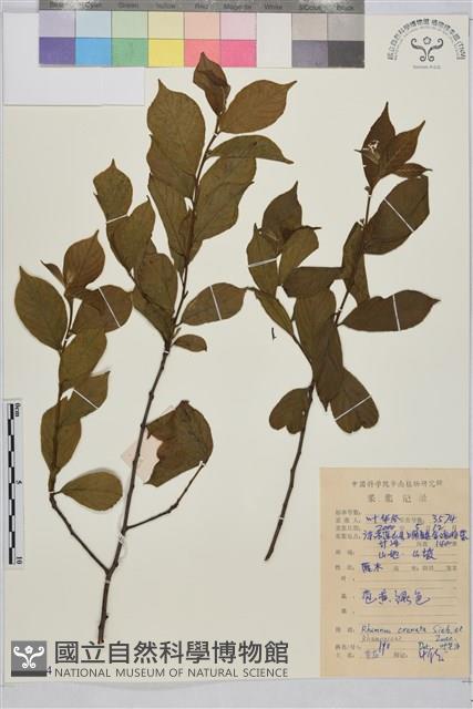 鈍齒鼠李藏品圖，第1張