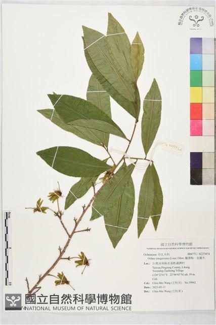 臘黃梅、金蓮木藏品圖，第1張