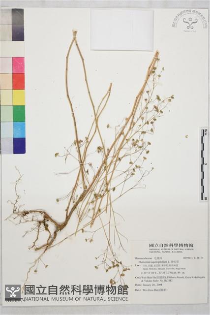 唐松草藏品圖，第1張