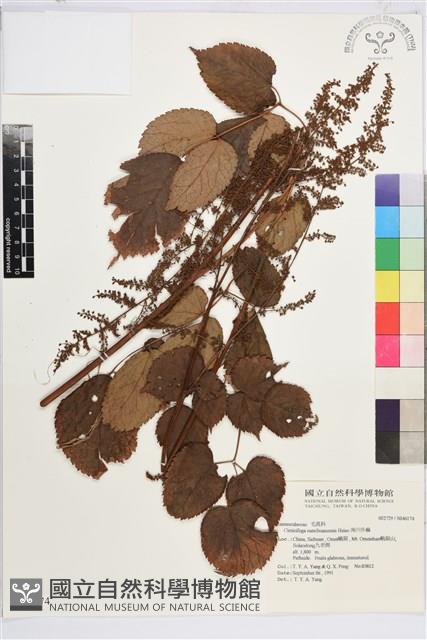 南川升麻藏品圖，第1張