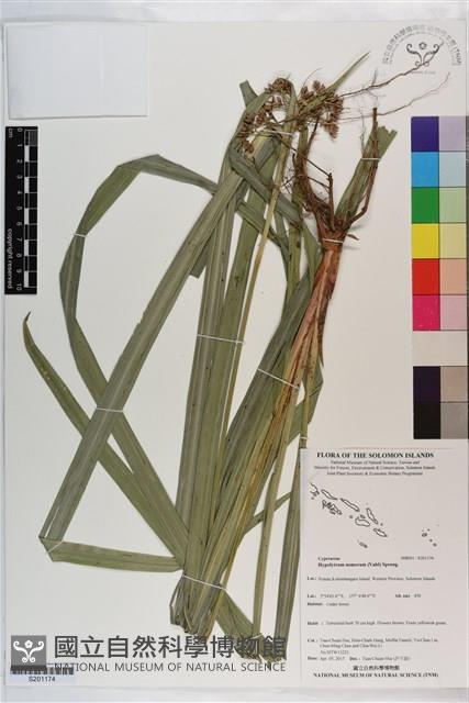 割雞芒、臺灣割雞藏品圖，第1張