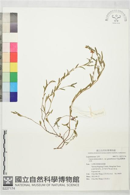 鵝鸞鼻決明藏品圖，第1張
