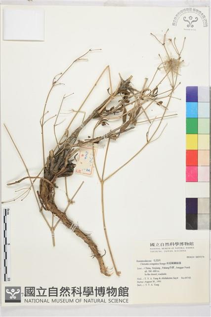 准葛爾鐵線蓮藏品圖，第1張