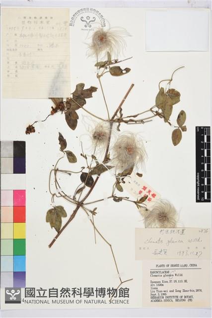 粉綠鐵線蓮藏品圖，第1張