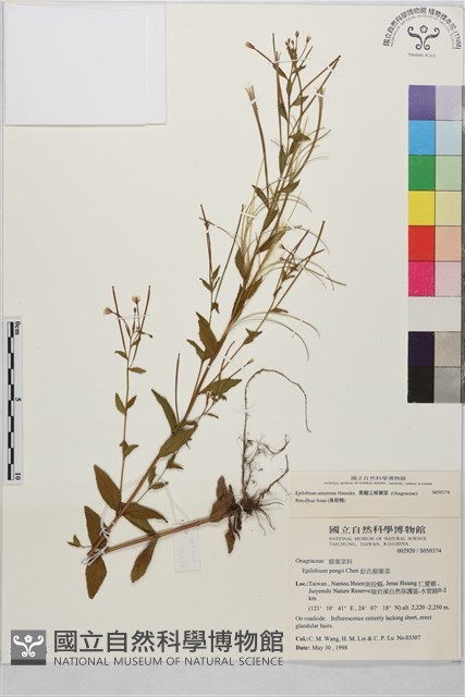 黑龍江柳葉菜藏品圖，第1張