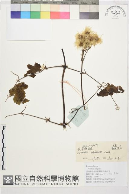 長花鐵線蓮藏品圖，第1張