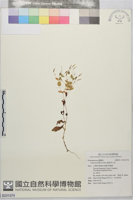 鋪地穿心草藏品圖，第1張