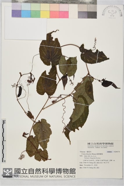 錦葉葡萄藏品圖，第1張