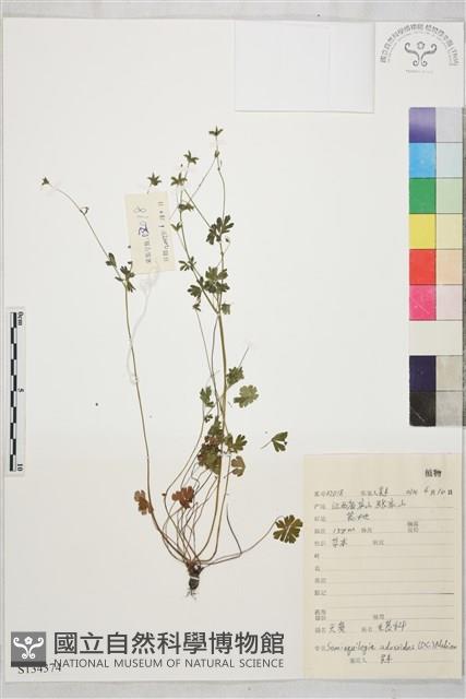 天葵藏品圖，第1張