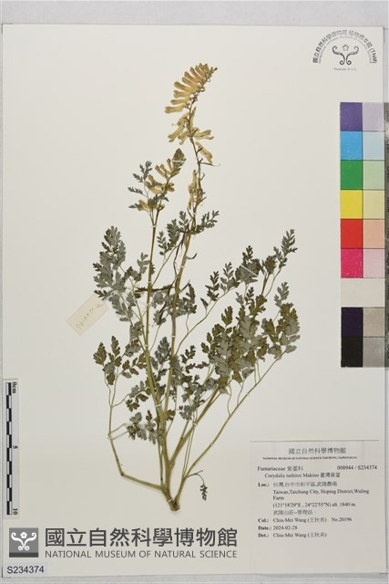 臺灣黃菫藏品圖，第1張