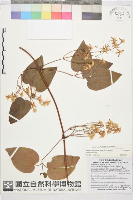 麥氏鐵線蓮藏品圖，第2張