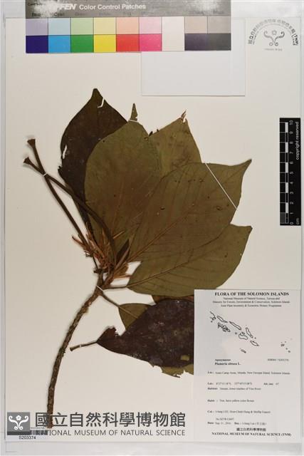 鈍頭緬梔藏品圖，第1張