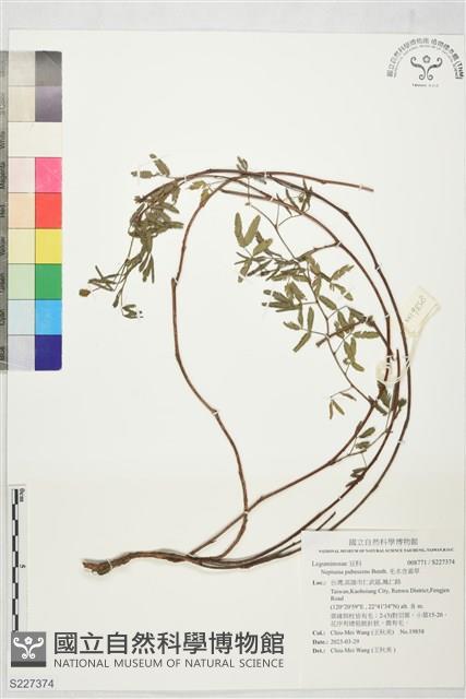 毛水含羞草藏品圖，第1張