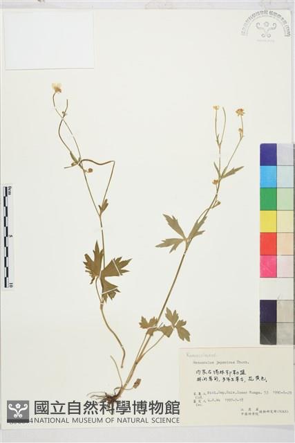 毛茛藏品圖，第1張