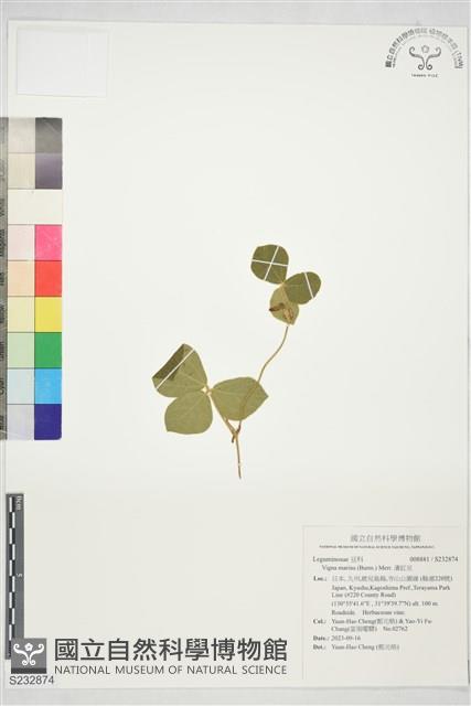 濱豇豆藏品圖，第1張