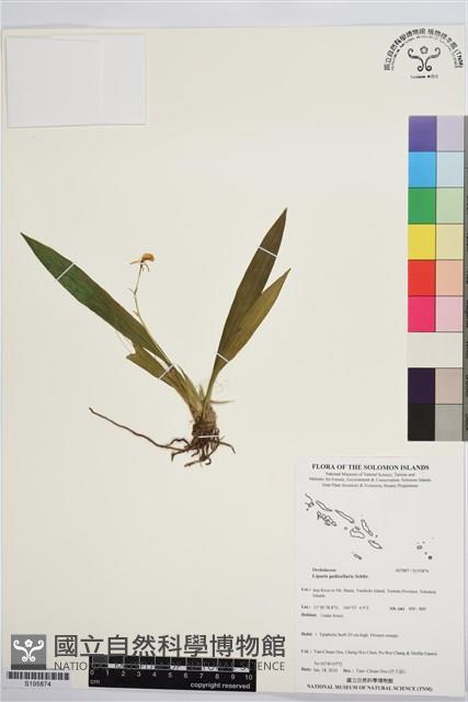 登錄號:S195874藏品圖，第1張