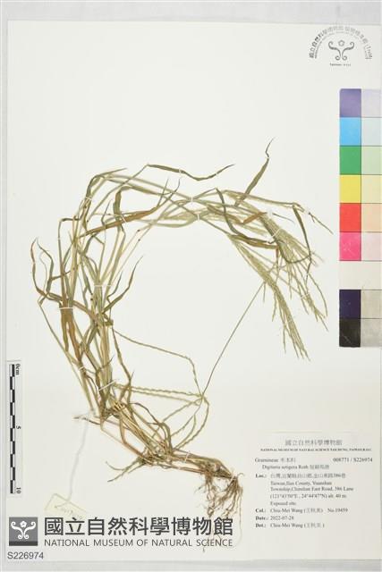 短穎馬唐藏品圖，第1張