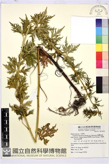 臺灣烏頭藏品圖，第1張