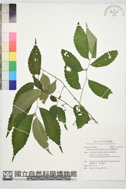 臺灣樓梯草藏品圖，第1張