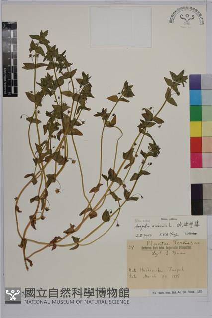 琉璃繁縷藏品圖，第1張