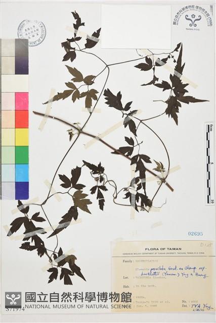 巴氏鐵線蓮藏品圖，第1張