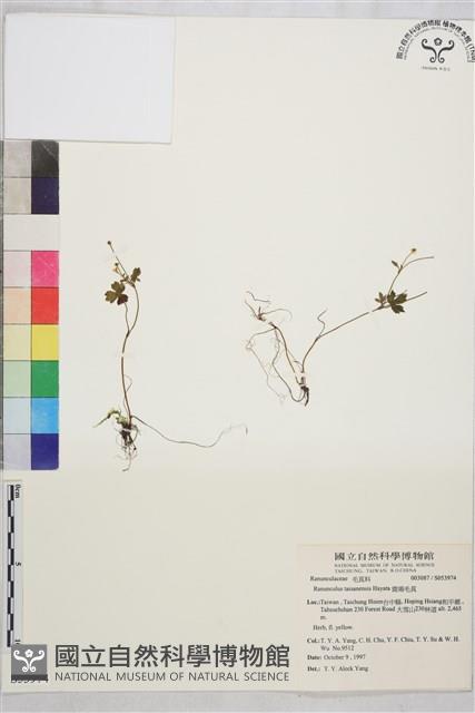 鹿場毛茛藏品圖，第1張