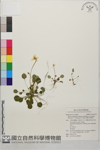 李棟山裂緣花藏品圖，第1張