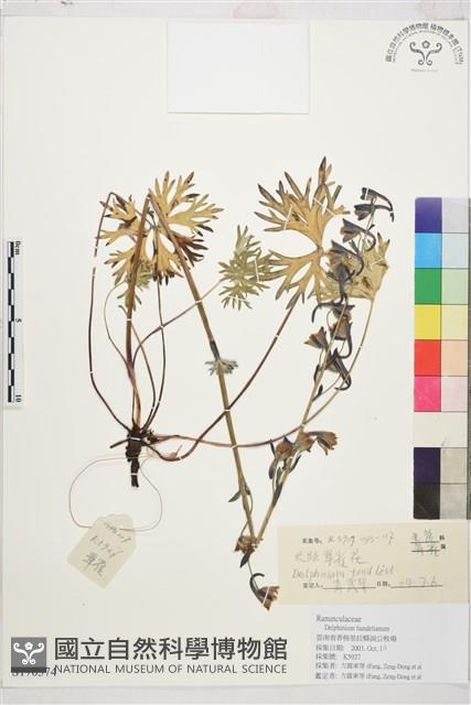 長距翠雀花藏品圖，第1張