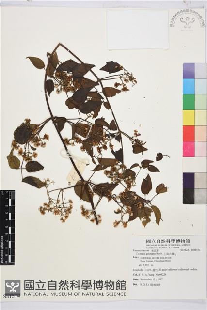 小蓑衣藤藏品圖，第1張