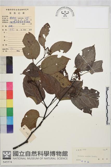 拐棗、枳椇藏品圖，第1張