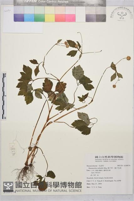 辣子草、揚子毛茛藏品圖，第1張