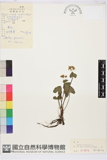 三角葉驢蹄草藏品圖，第1張