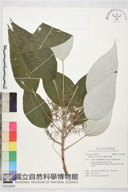 蘭嶼水絲麻藏品圖，第1張