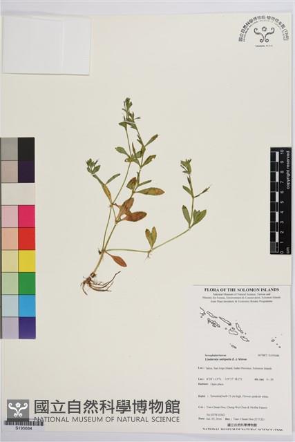 泥花草藏品圖，第1張