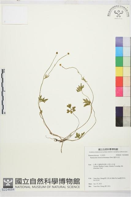 蓬萊毛茛藏品圖，第1張