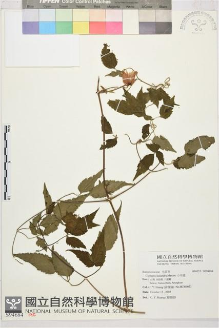 小木通藏品圖，第1張