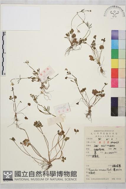 小毛茛藏品圖，第1張